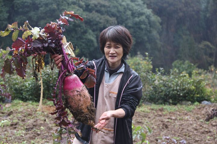 佐賀県多久市の、とある地域でしか生産できない多久の伝統野菜「女山大根（おんなやまだいこん）」。