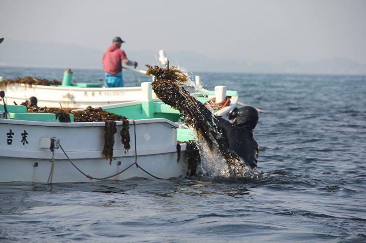 福岡県宗像市の地島（じのしま）ワカメ。