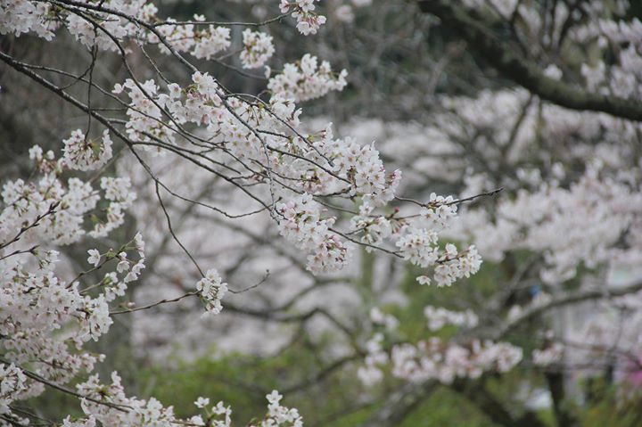 年度初めは毎年恒例の和歌山県東牟婁郡北山村（通称：じゃばら村）。